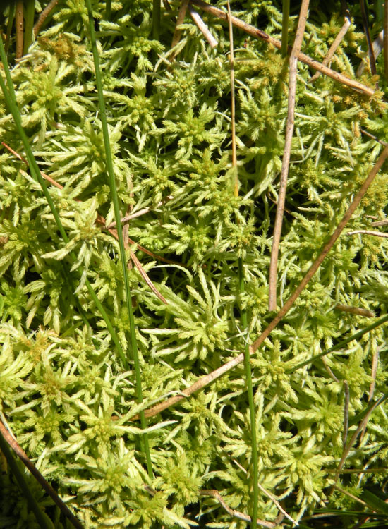 Muschio in prato umido 1